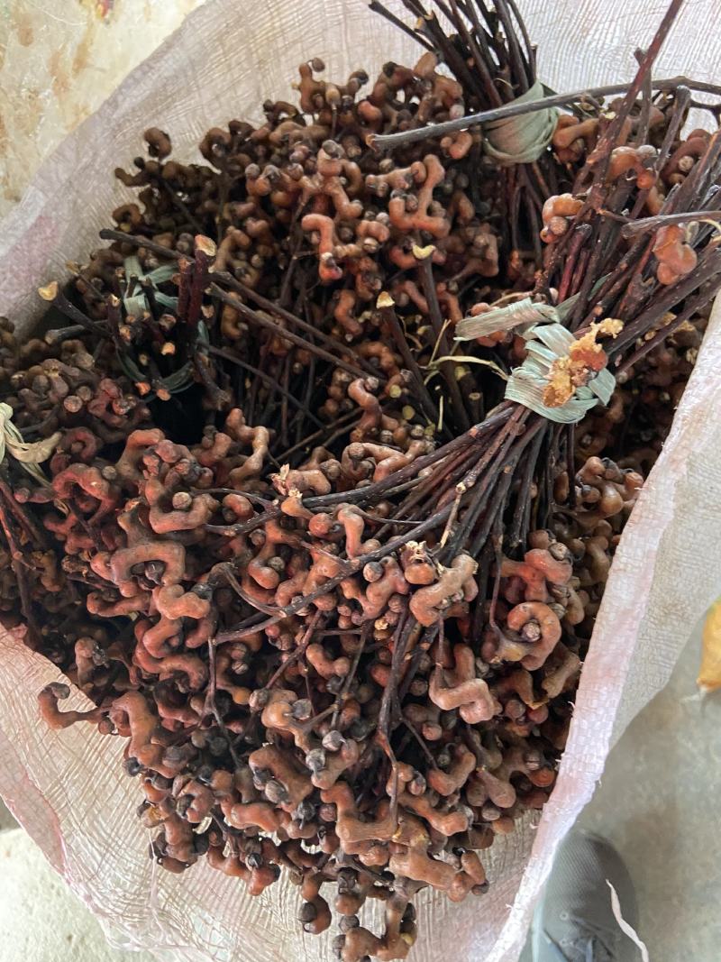 万寿果，野果，泡酒补品