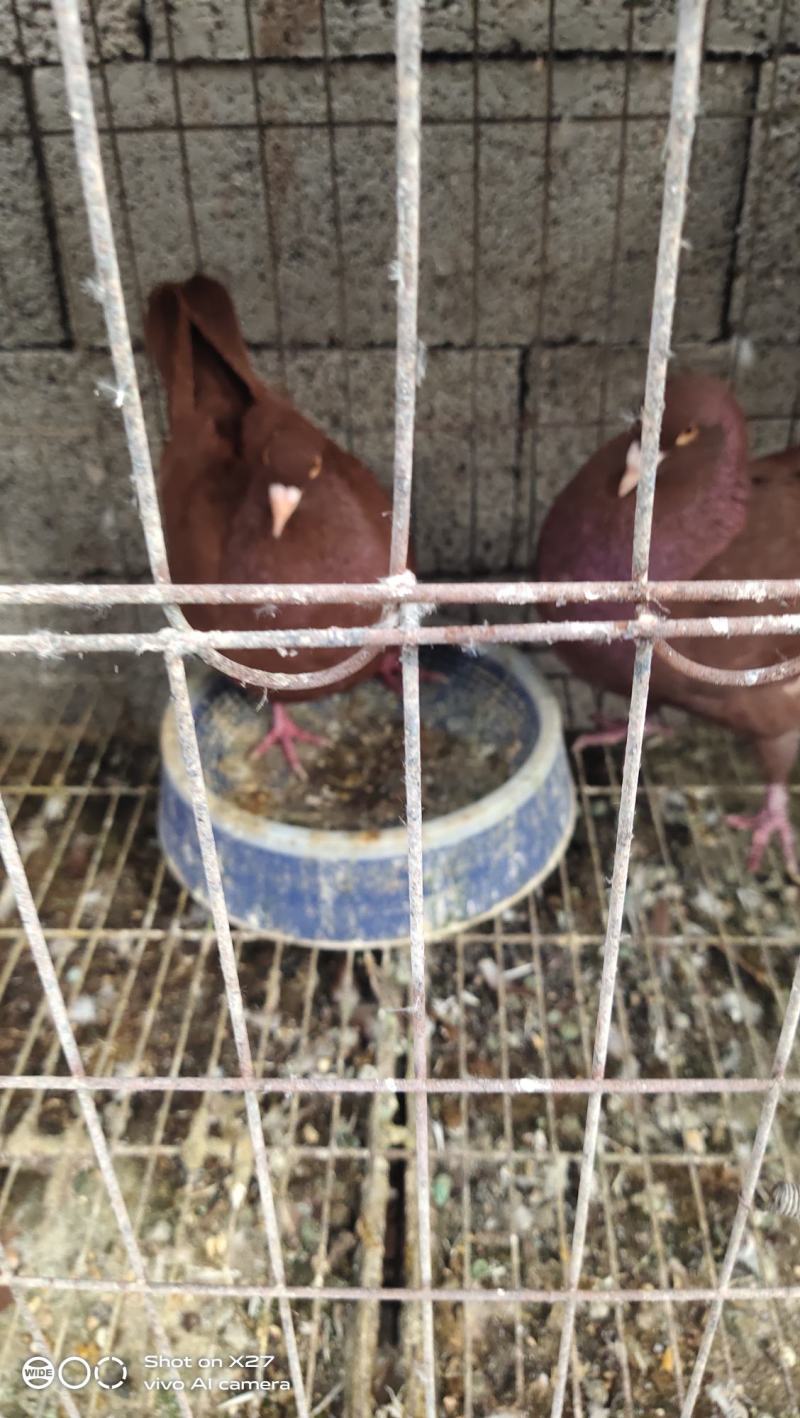 精品元宝鸽，各种品种鸽子。