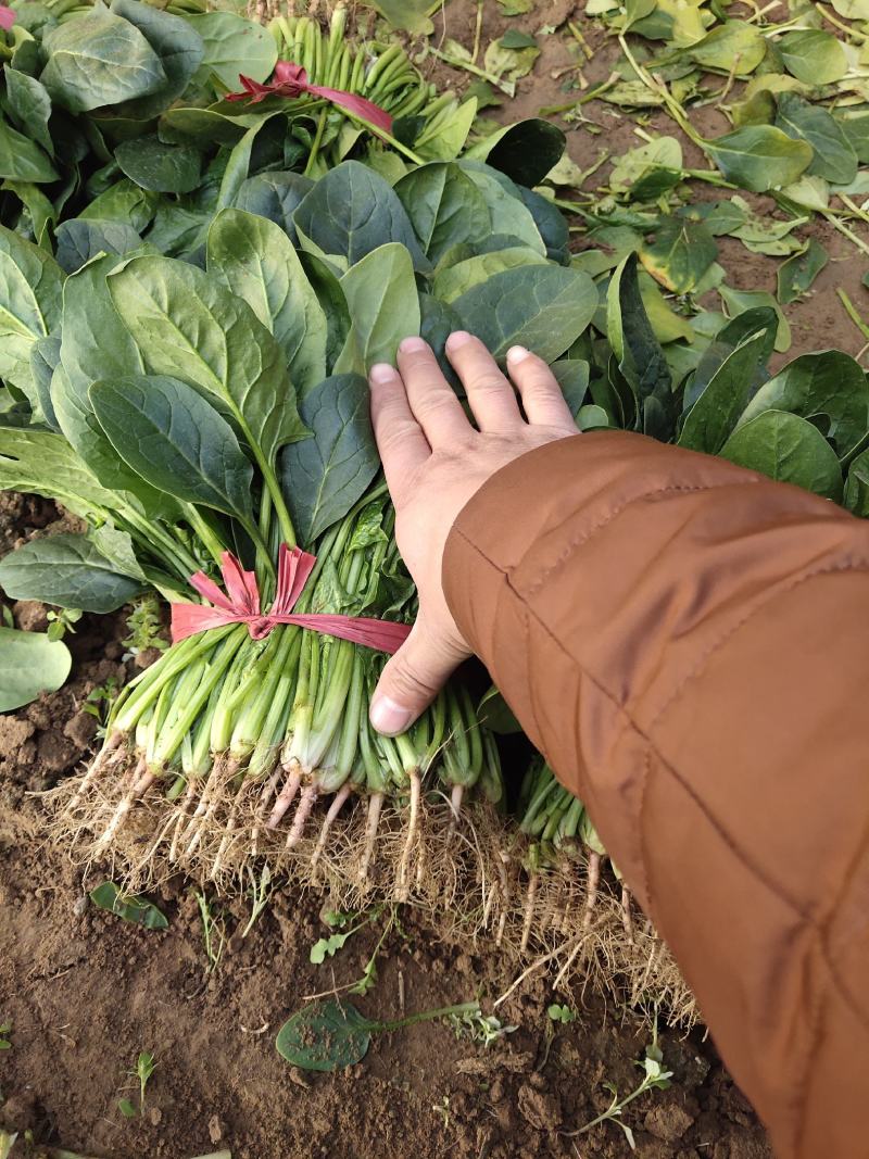 越冬菠菜……品质优越