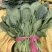 越冬菠菜……品质优越