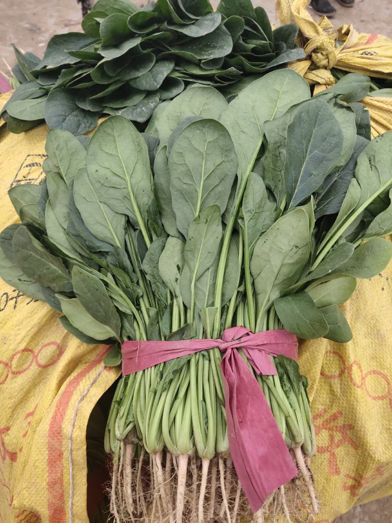 越冬菠菜……品质优越