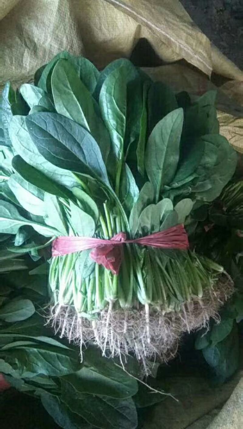 越冬菠菜……品质优越