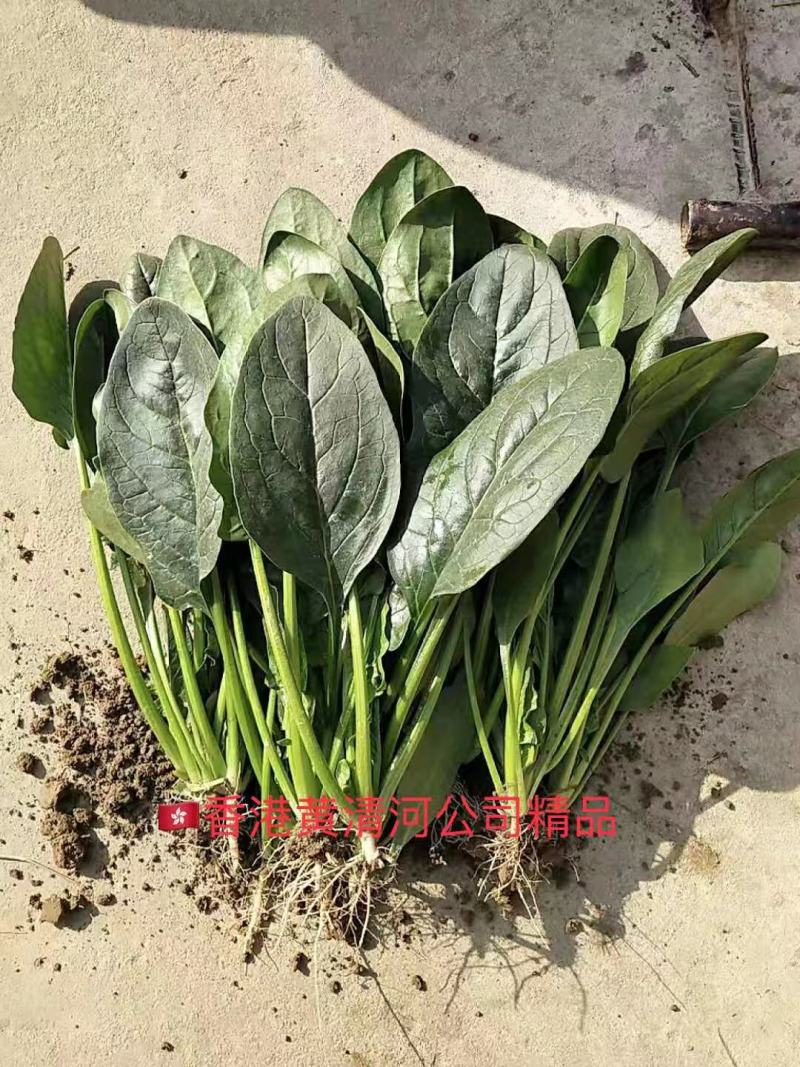 越冬菠菜……品质优越