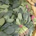 越冬菠菜……品质优越