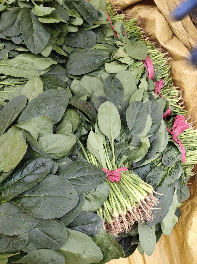 越冬菠菜……品质优越