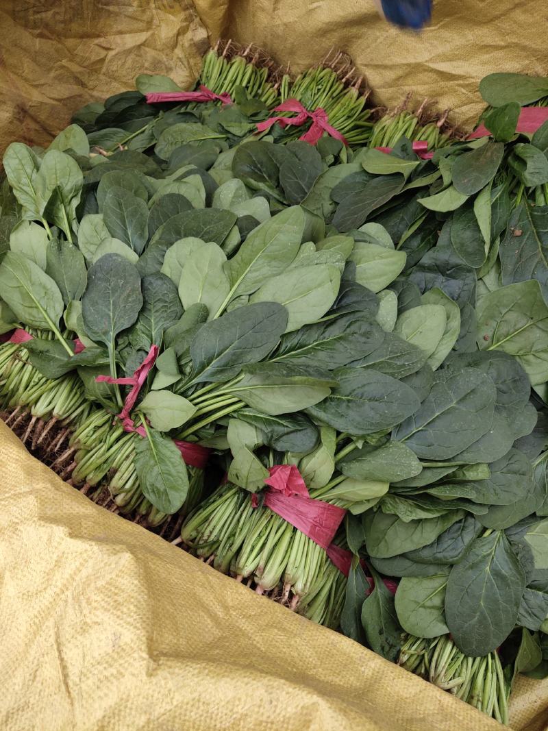 越冬菠菜……品质优越