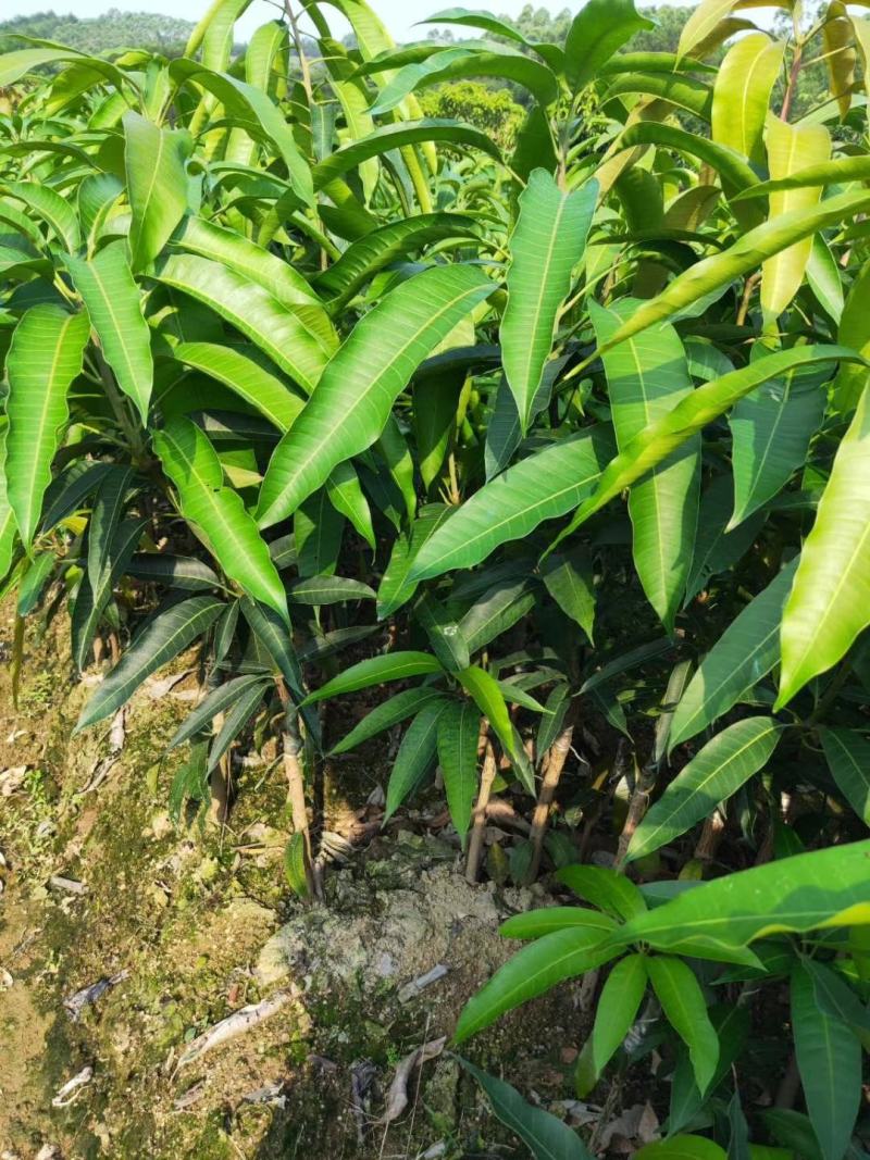 金煌芒果树苗嫁接芒果苗南方种植果树苗