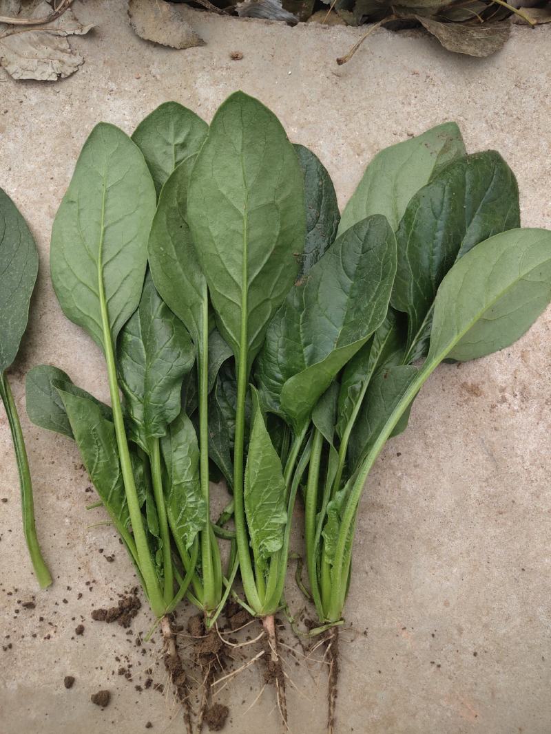 越冬菠菜……品质优越