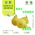丑梨现货6万斤欢迎客商购货