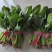 菠菜，……越冬…………品质优越