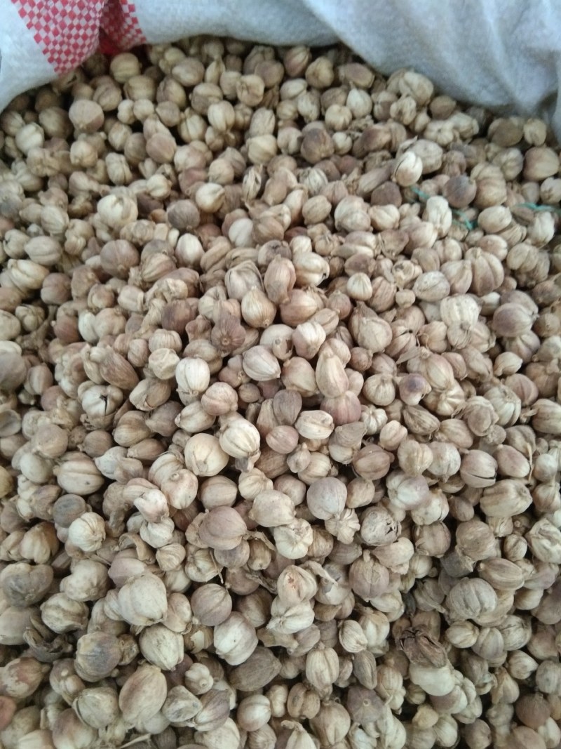 白豆蔻特级原货白豆蔻，统货原白蔻大货供应，批零兼营