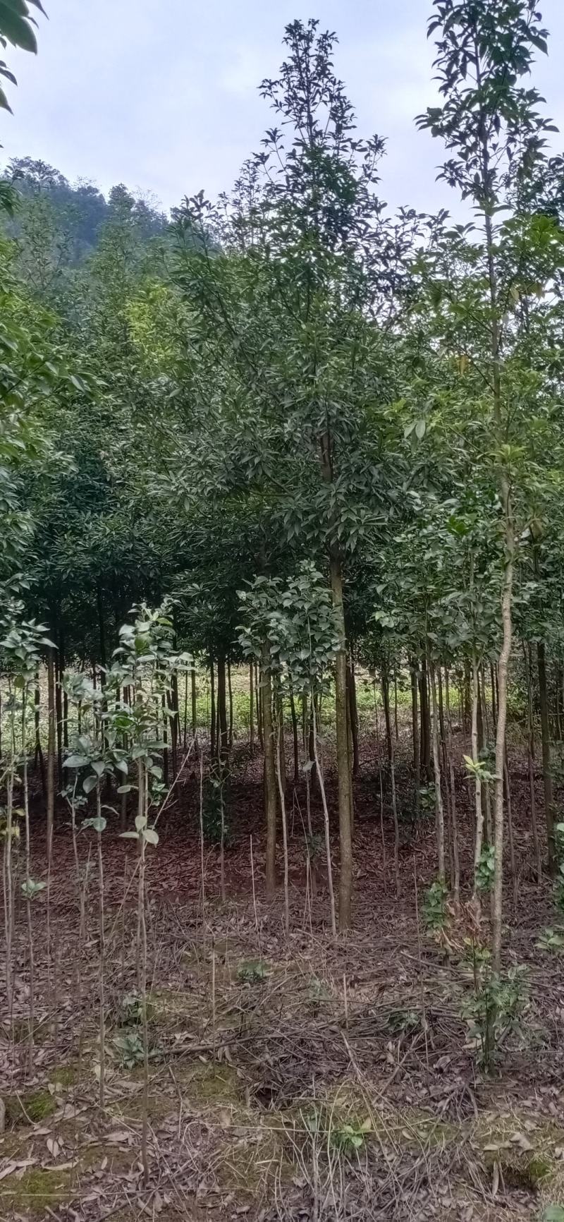 金丝楠木，楠木苗，四川宜宾金丝楠木种植基地可以视频看货