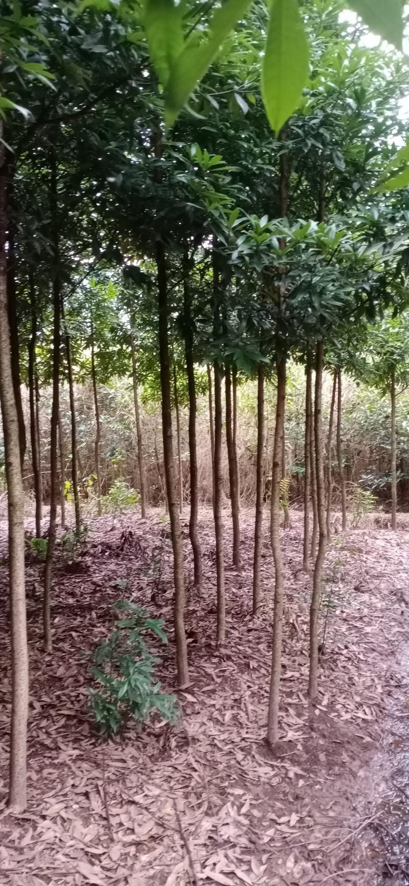 金丝楠木，楠木苗，四川宜宾金丝楠木种植基地可以视频看货