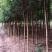 金丝楠木，楠木苗，四川宜宾金丝楠木种植基地可以视频看货