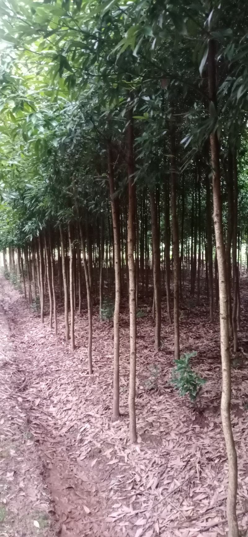 金丝楠木，楠木苗，四川宜宾金丝楠木种植基地可以视频看货