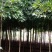 金丝楠木，楠木苗，四川宜宾金丝楠木种植基地可以视频看货
