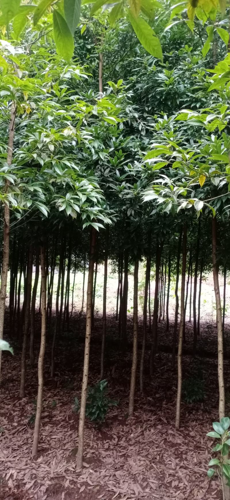 金丝楠木，楠木苗，四川宜宾金丝楠木种植基地可以视频看货