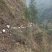 放养山羊，烤羊，肉羊。