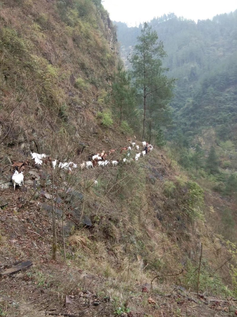 放养山羊，烤羊，肉羊。