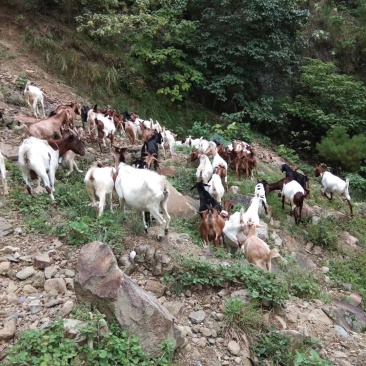 放养山羊，烤羊，肉羊。
