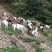 放养山羊，烤羊，肉羊。