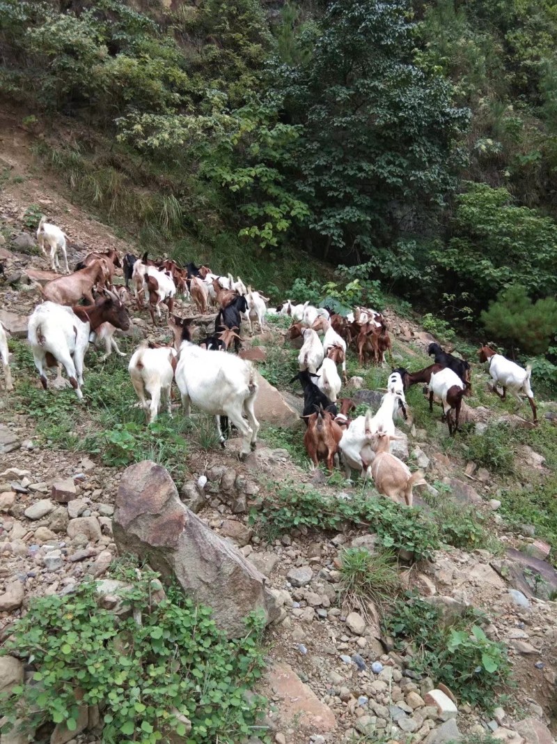 放养山羊，烤羊，肉羊。