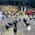 放养土鸡，五黑鸡大量出售