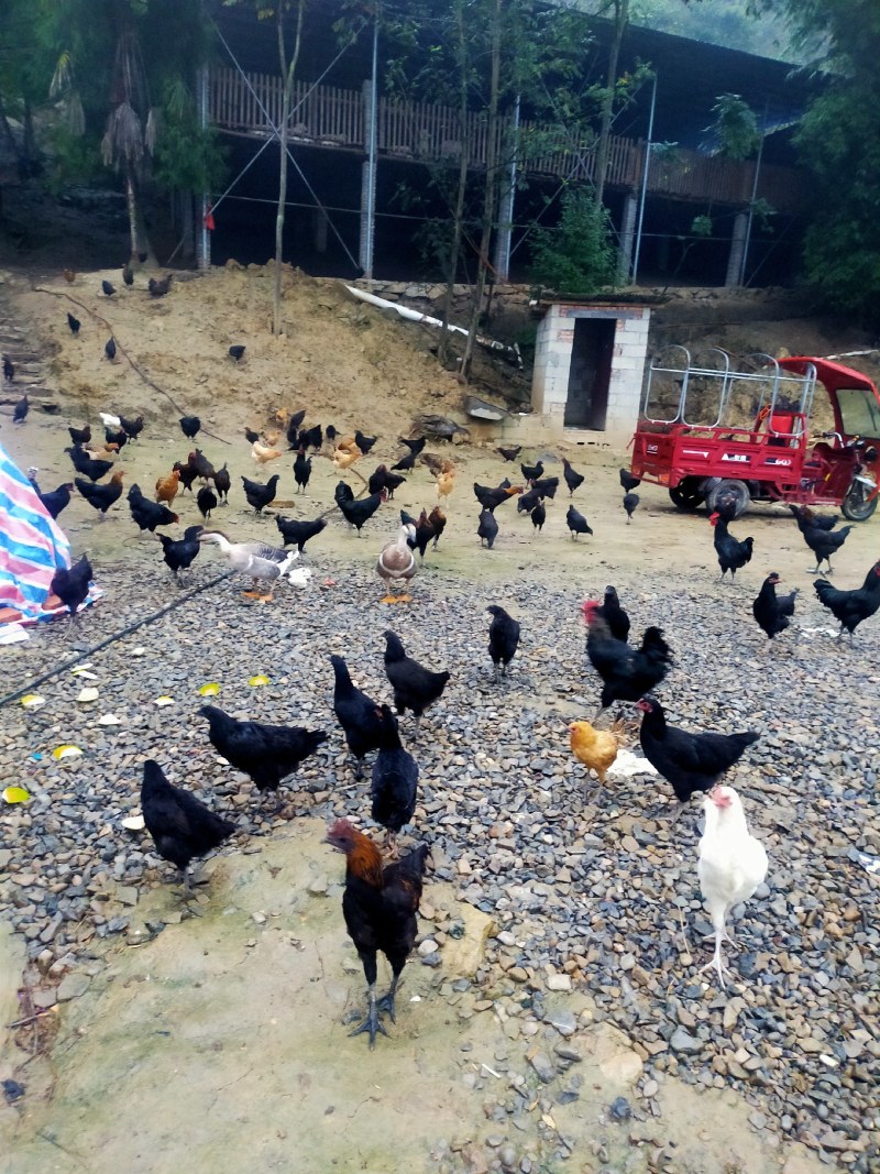 放养土鸡，五黑鸡大量出售
