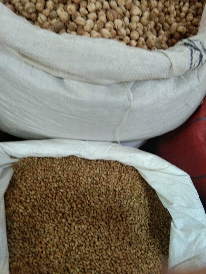 千里香，调味香料，大量供应，批发零售