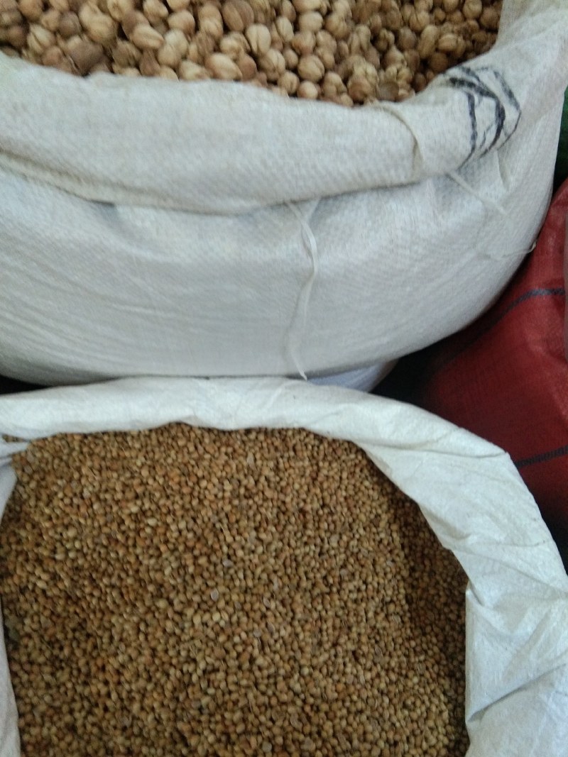 千里香，调味香料，大量供应，批发零售