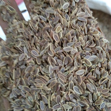 千里香，调味香料，大量供应，批发零售