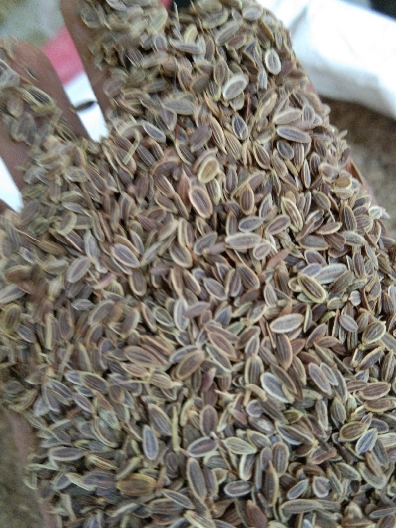 千里香，调味香料，大量供应，批发零售