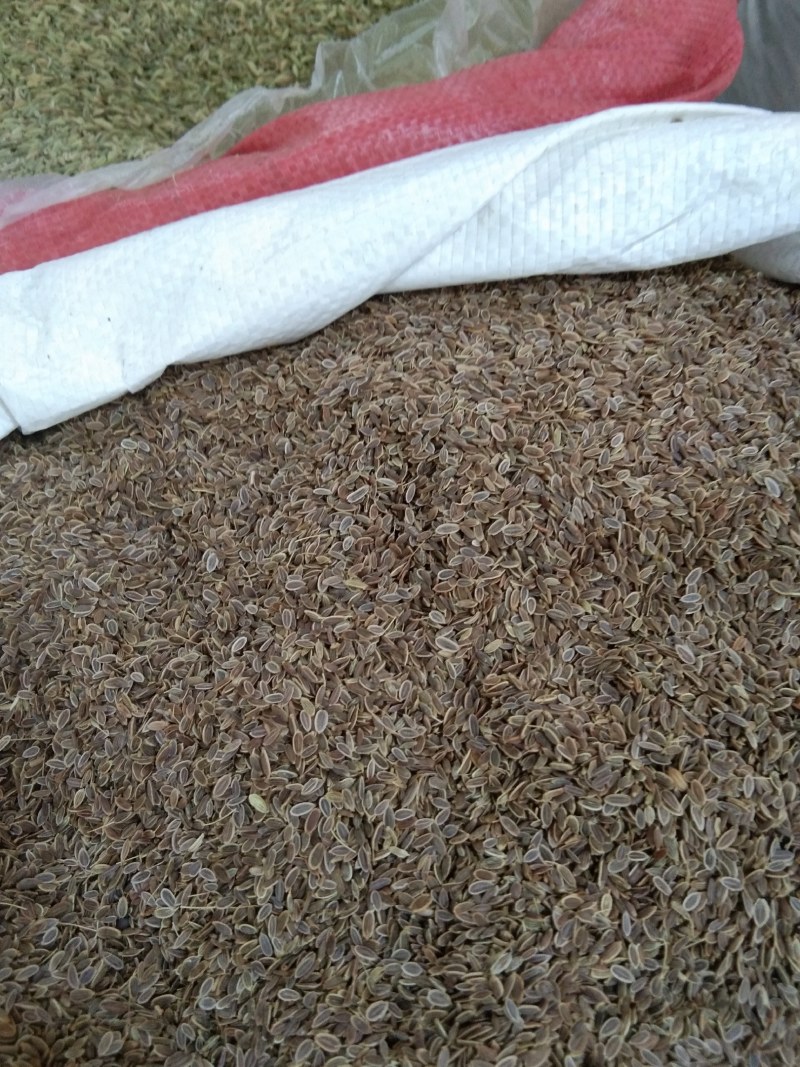 千里香，调味香料，大量供应，批发零售