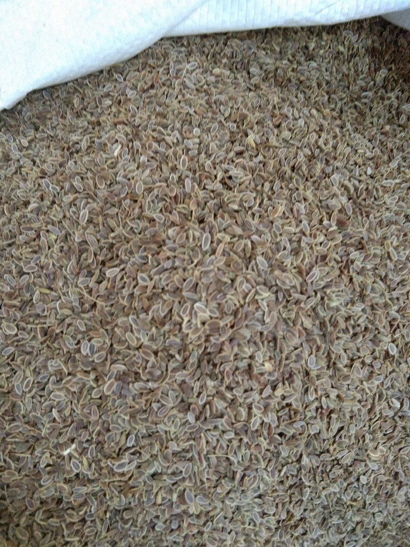 千里香，调味香料，大量供应，批发零售