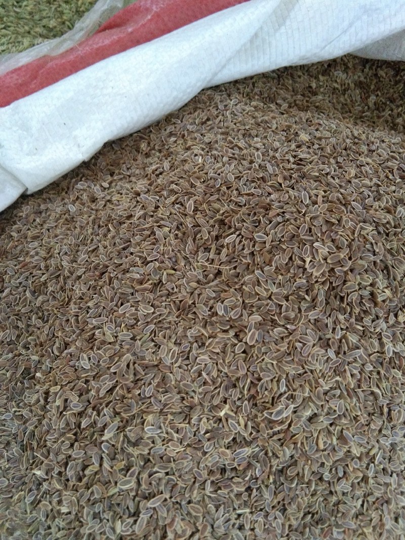 千里香，调味香料，大量供应，批发零售
