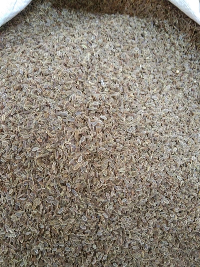 千里香，调味香料，大量供应，批发零售