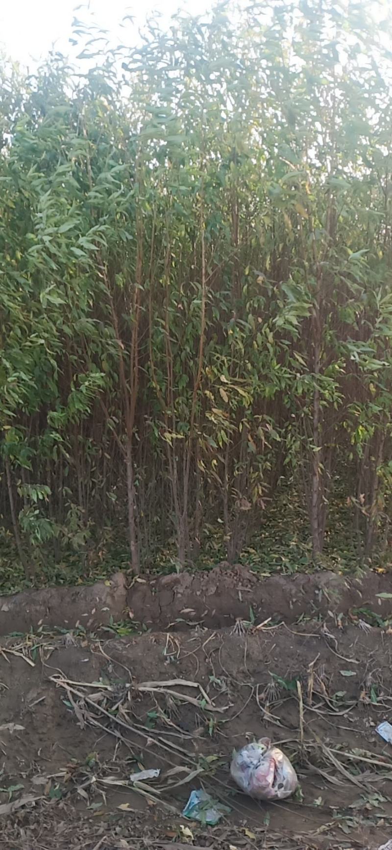 占地毛桃树苗各种规格