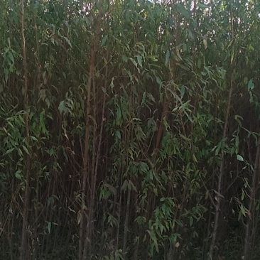 占地毛桃树苗各种规格