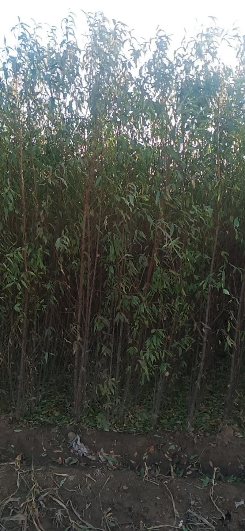 占地毛桃树苗各种规格