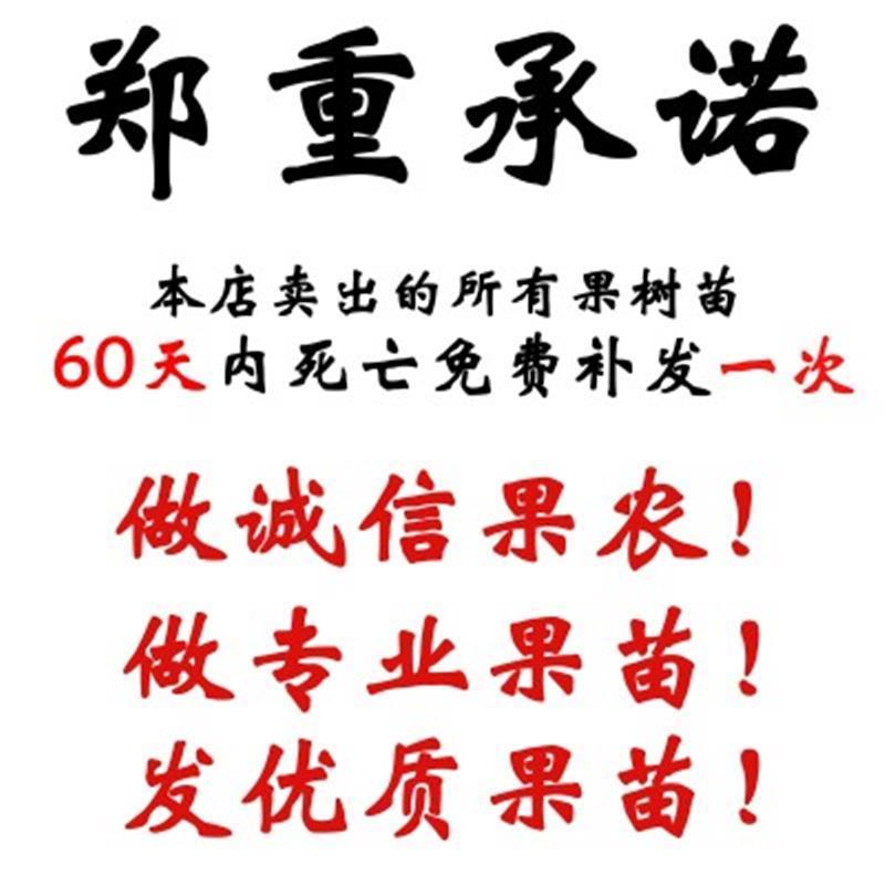葫芦枣苗当年结果嫁接枣树苗保证品种不活补发包技术