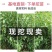 葫芦枣苗当年结果嫁接枣树苗保证品种不活补发包技术
