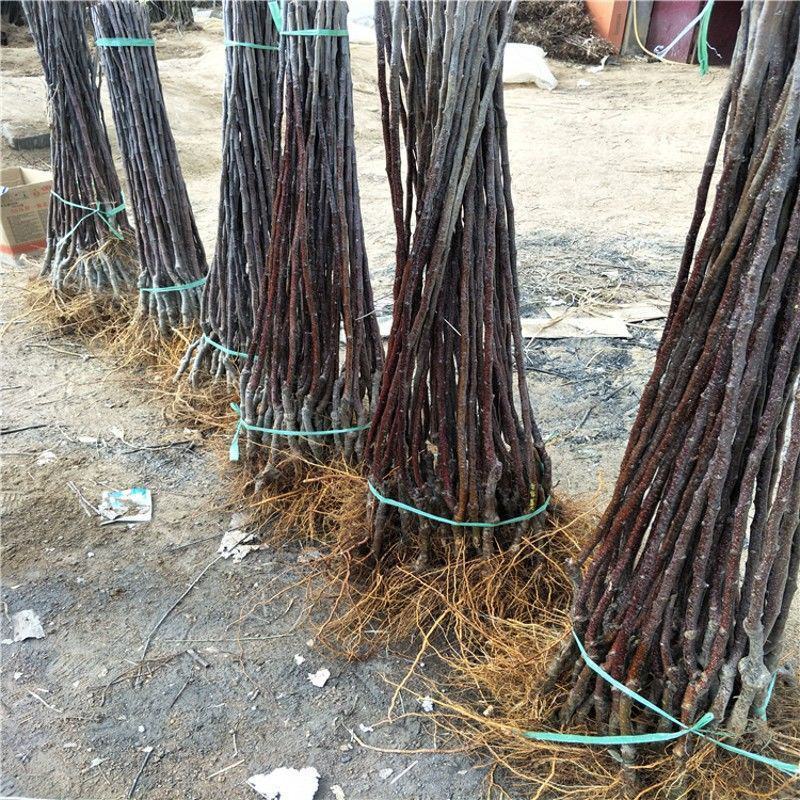 苹果苗维纳斯黄金苹果苗嫁接苹果苗规格品种齐全