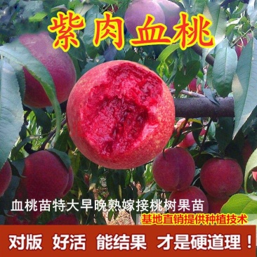 血桃树苗血桃苗正宗品种嫁接一手基地货源包活
