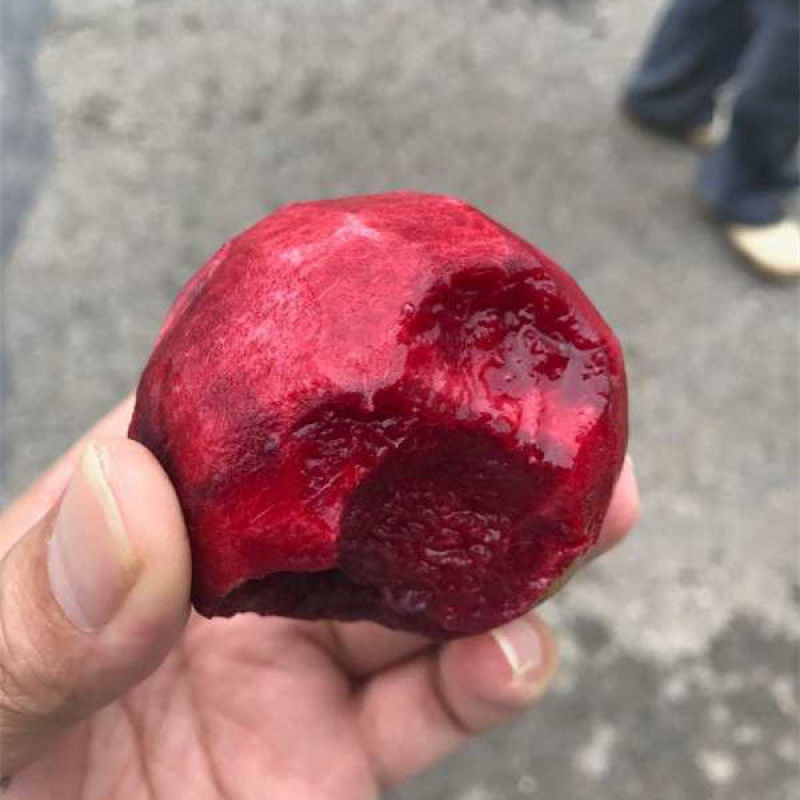 血桃树苗血桃苗正宗品种嫁接一手基地货源包活