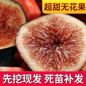 无花果苗波姬红无花果苗南北种植基地精选精心育苗
