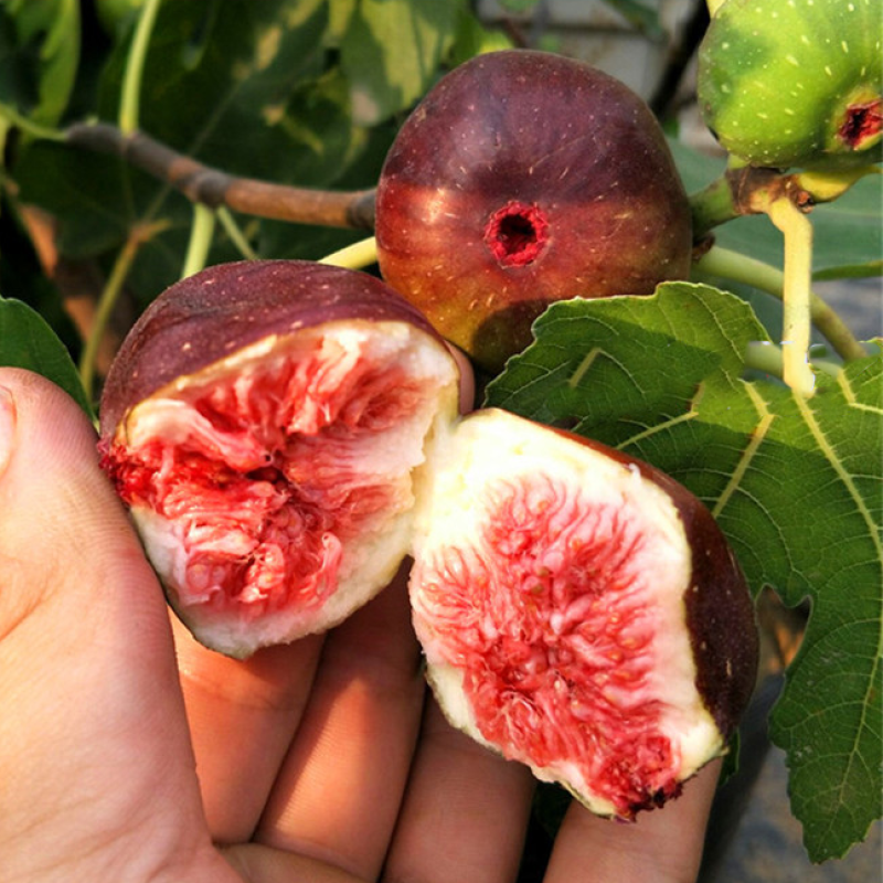 无花果苗波姬红无花果苗南北种植基地精选精心育苗