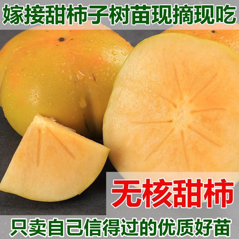 柿子树苗台湾脆柿苗自然脱涩摘下即可食用市场热销品种