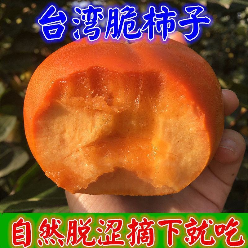 柿子树苗台湾脆柿苗自然脱涩摘下即可食用市场热销品种