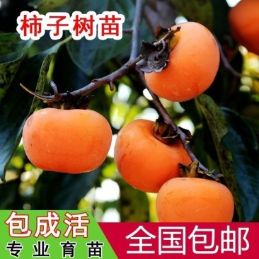 柿子树苗台湾脆柿苗自然脱涩摘下即可食用市场热销品种