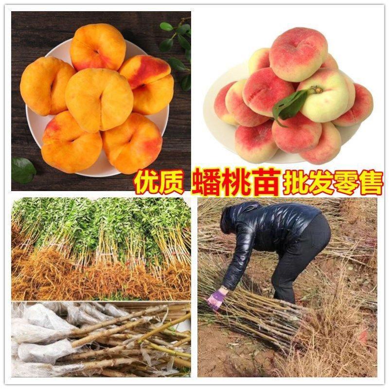 蟠桃苗山东蟠桃苗基地品种丰富多样全部一手嫁接苗保品种